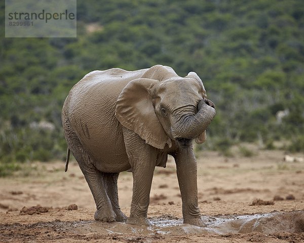 Südliches Afrika  Südafrika  reiben  reibt  reibend  baden  Elefant  Afrika  Schlamm