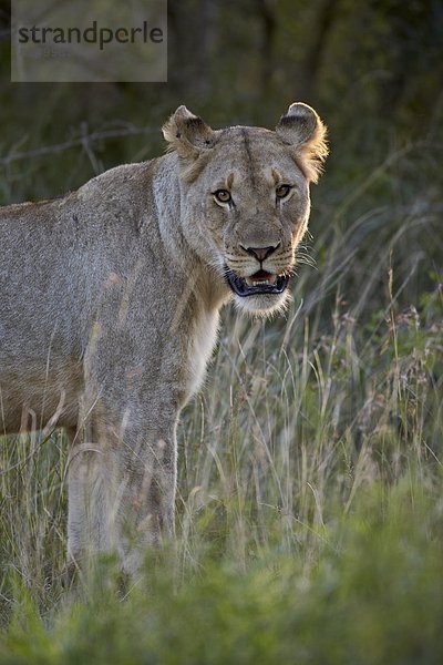 Südliches Afrika  Südafrika  Afrika