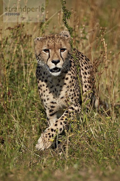 Südliches Afrika  Südafrika  Kruger Nationalpark  Afrika