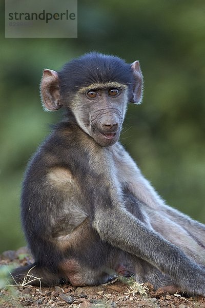 Südliches Afrika  Südafrika  Kruger Nationalpark  Afrika