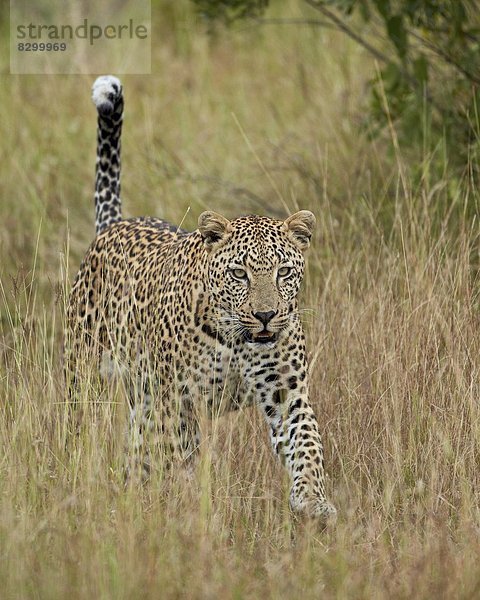 Südliches Afrika  Südafrika  hoch  oben  Raubkatze  Leopard  Panthera pardus  gehen  trocken  Gras  Kruger Nationalpark  Afrika