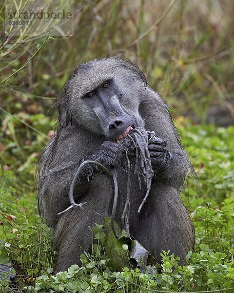 Südliches Afrika  Südafrika  Wasser  essen  essend  isst  Pflanzenknolle  Kruger Nationalpark  Erwachsener  Afrika  Pavian  Lilie