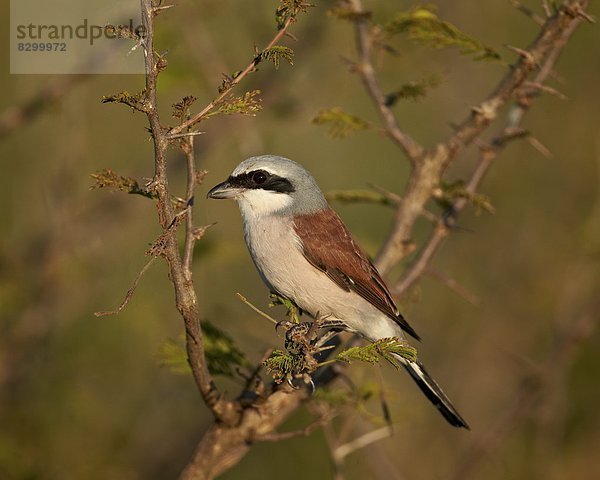 Südliches Afrika  Südafrika  Kruger Nationalpark  Afrika