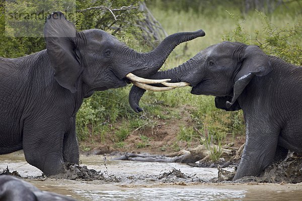 Südliches Afrika  Südafrika  Spiel  Elefant  2  Jugendlicher  Kruger Nationalpark  Afrika