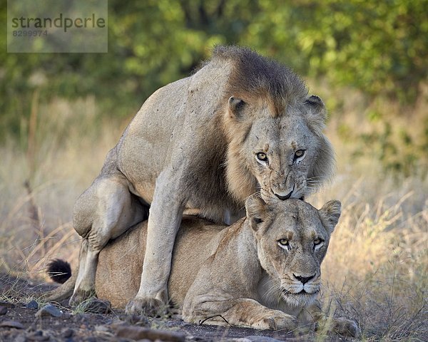 Südliches Afrika  Südafrika  Kruger Nationalpark  Afrika