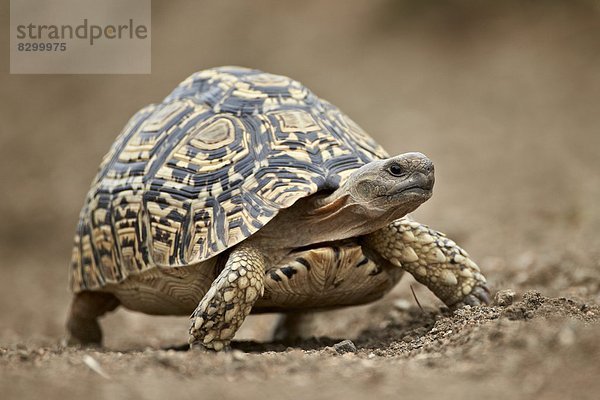 Südliches Afrika  Südafrika  Kruger Nationalpark  Afrika