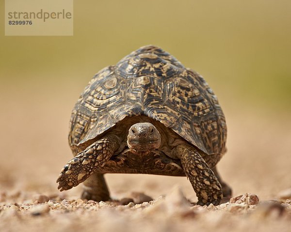 Südliches Afrika  Südafrika  Kruger Nationalpark  Afrika