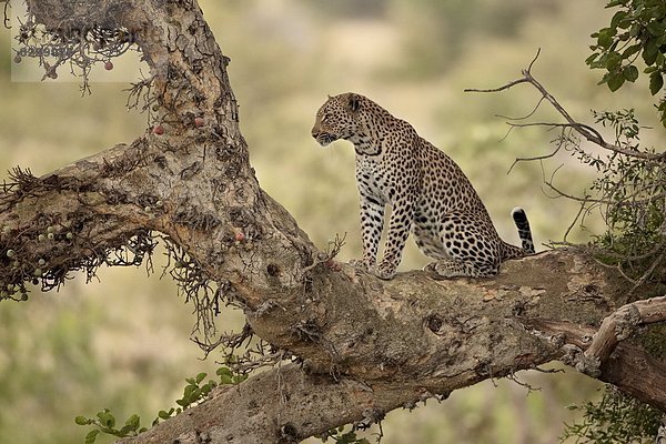 Südliches Afrika  Südafrika  graben  gräbt  grabend  Raubkatze  Leopard  Panthera pardus  Baum  Kruger Nationalpark  Afrika