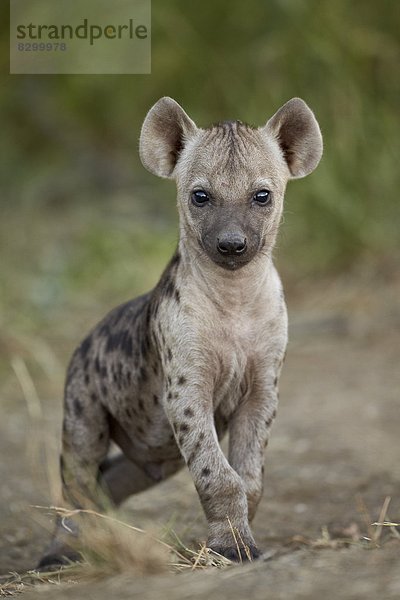 Südliches Afrika  Südafrika  Punkt  Kruger Nationalpark  Afrika  junges Raubtier  junge Raubtiere  Hyäne