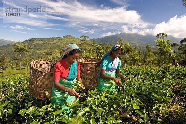 Frau  aufheben  Plantage  Asien  Sri Lanka  Tee