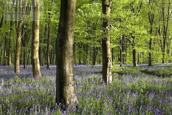 Europa Großbritannien Wachstum Holz reifer Erwachsene reife Erwachsene Buche Buchen England Wiltshire