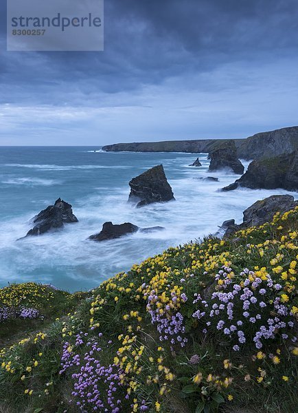 Stufe  Europa  Großbritannien  Steilküste  Wachstum  Wildblume  Cornwall  England