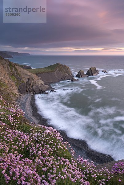 Europa  Blume  Sonnenuntergang  Großbritannien  über  Steilküste  Kai  North Devon  England
