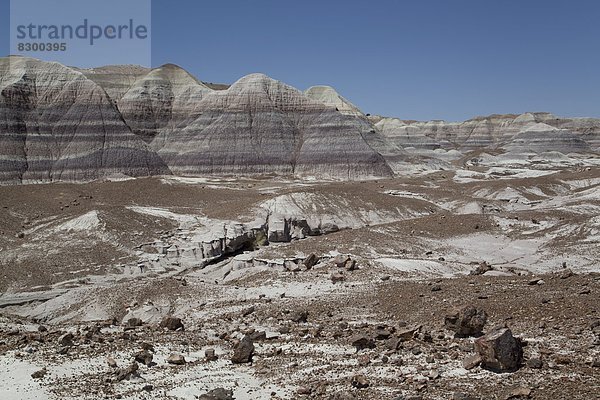 Vereinigte Staaten von Amerika USA Holz Nordamerika Arizona glatt Bentonit Sedimentgestein Lehm