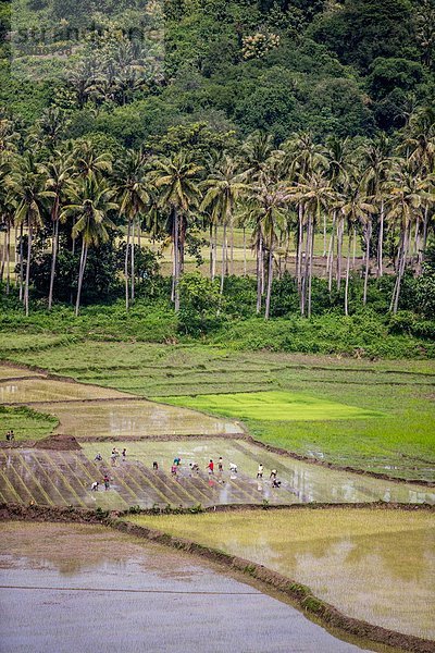 arbeiten  Feld  Reis  Reiskorn  Landwirtin  Südostasien  Asien  Indonesien