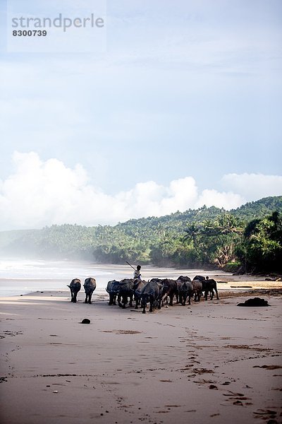 Strand  Büffel  Südostasien  Asien  Indonesien