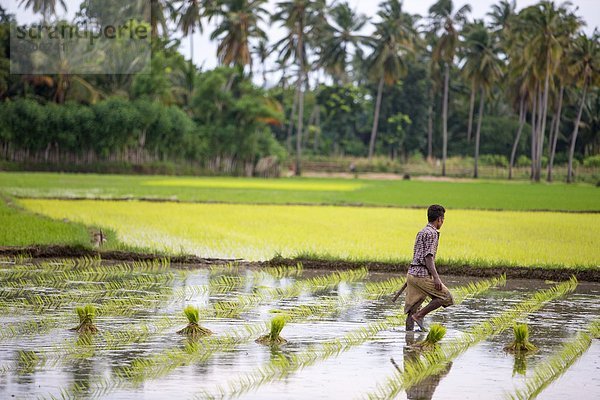 arbeiten  Feld  Reis  Reiskorn  Bauer  Südostasien  Asien  Indonesien