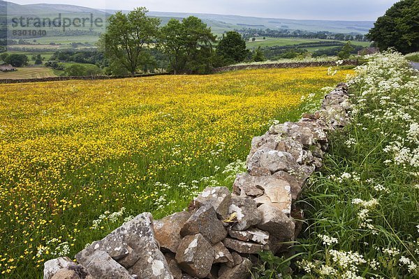 nahe  Europa  Großbritannien  Wiese  Yorkshire and the Humber  Löwenzahn  England  Wensleydale