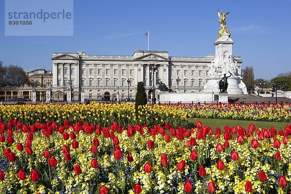 Buckingham Palace und Queen Victoria Monument mit Tulpen  London  England  Großbritannien  Europa