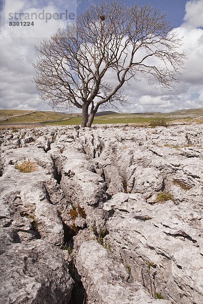nahe  Europa  Baum  Großbritannien  Bürgersteig  verdreht  Yorkshire and the Humber  Tal  England  Kalkstein  alt