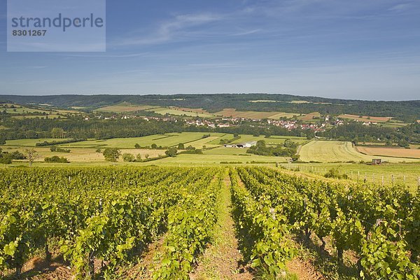 Frankreich  Europa  über  Dorf  Weinberg  Zimmer  Burgund