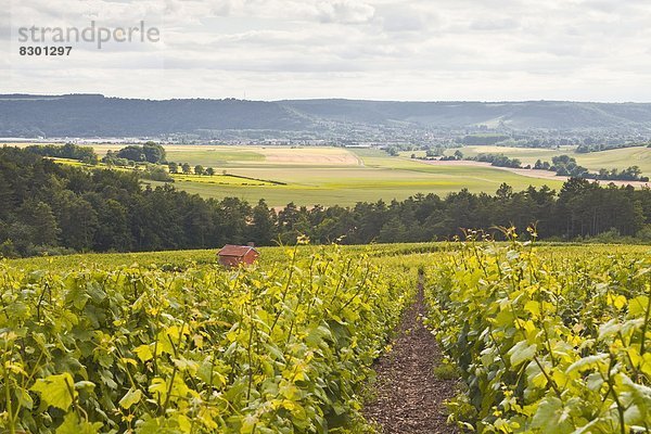 Frankreich  Europa  Weinberg  Zimmer  Aube  Champagner