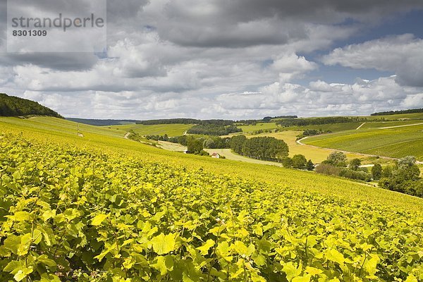 Feuerwehr  Frankreich  Europa  über  Dorf  Weinberg  Zimmer  Aube  Champagner