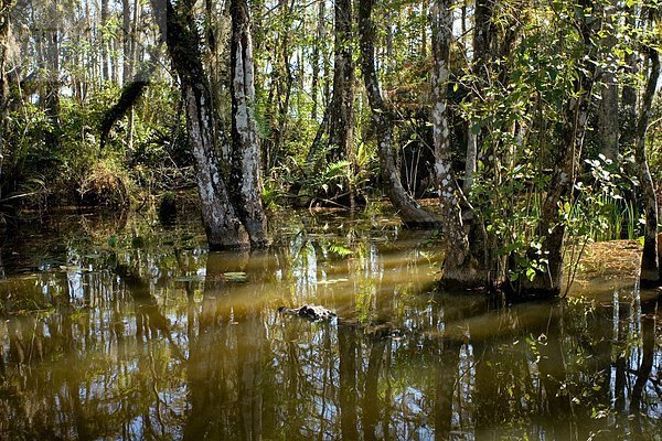 Alligator  Everglades Nationalpark  Florida  USA