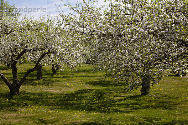 Obstgarten  Apfelbäume (Malus domestica) in Blüte im Frühjahr