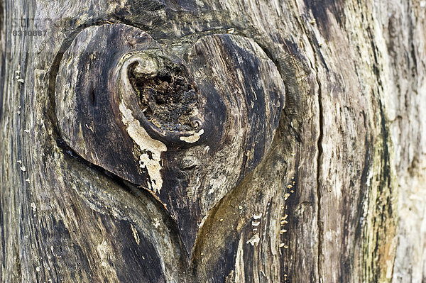 In einen Baumstamm geschnitztes Holzherz