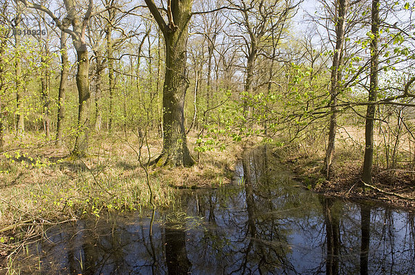 Auwald mit Stieleichen (Quercus robur) und Wasserflächen im Frühling