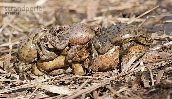 Erdkröte (Bufo bufo)  mehrere Männchen versuchen während der Paarungszeit ein Weibchen zu umklammern