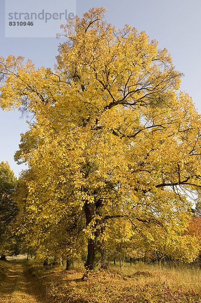 Linde Herbst Limette