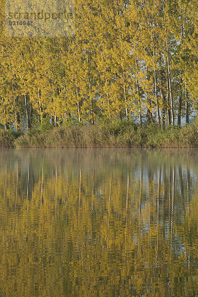 Pappeln (Populus spec.) spiegeln sich im Herbst in einem Teich