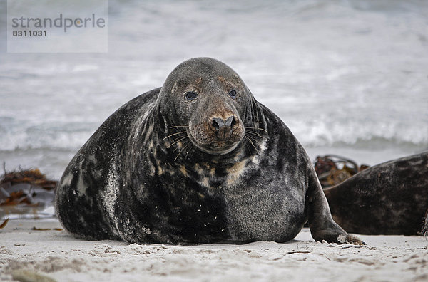 Grey Seal (Halichoerus grypus)  male