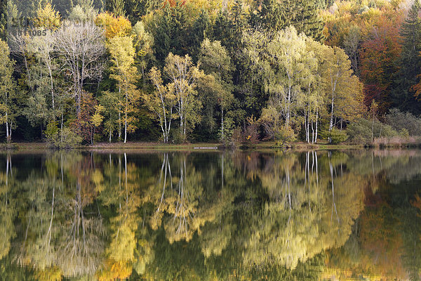 Herbstwald spiegelt sich im Haarsee