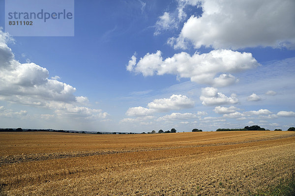 Großes geerntetes Weizenfeld mit Wolkenhimmel