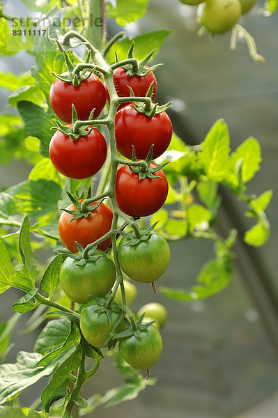Reife und unreife Tomaten (Solanum lycopersicum) an einer Rispe