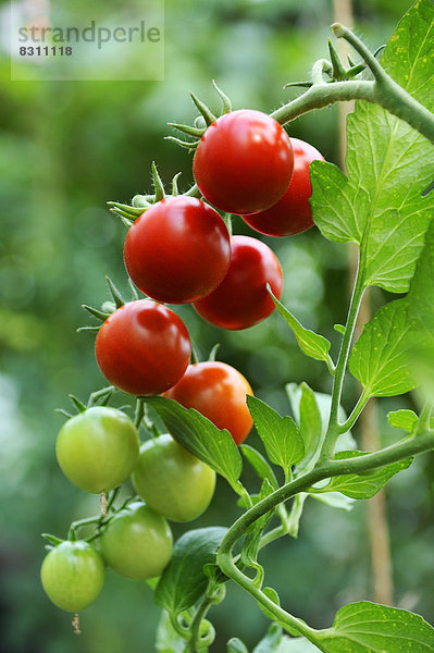 Reife und unreife Tomaten (Solanum lycopersicum) an einer Rispe