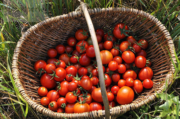 Reife Tomaten (Solanum lycopersicum) in einem Korb