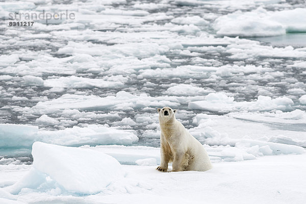 Eisbär (Ursus maritimus)  Männchen sitzt auf dem Packeis