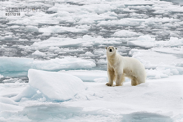 Eisbär (Ursus maritimus)  Männchen steht auf dem Packeis