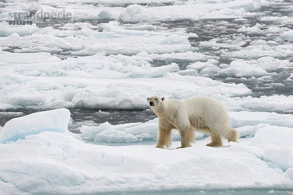Eisbär (Ursus maritimus)  Männchen auf dem Packeis