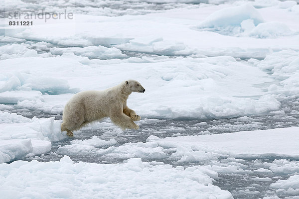 Eisbär (Ursus maritimus)  Männchen springt von Eisscholle zu Eisscholle