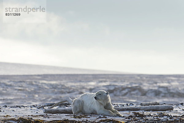 Eisbär (Ursus maritimus)  Männchen liegt am Strand