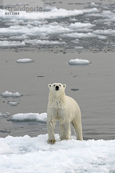 Eisbär (Ursus maritimus) steigt aus dem Wasser auf eine Eisscholle im Packeis