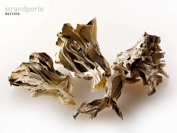 Getrocknete Maitake-Pilze (Grifola frondosa)