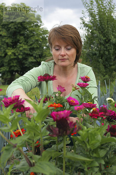 Frau im Garten schneidet Blumen