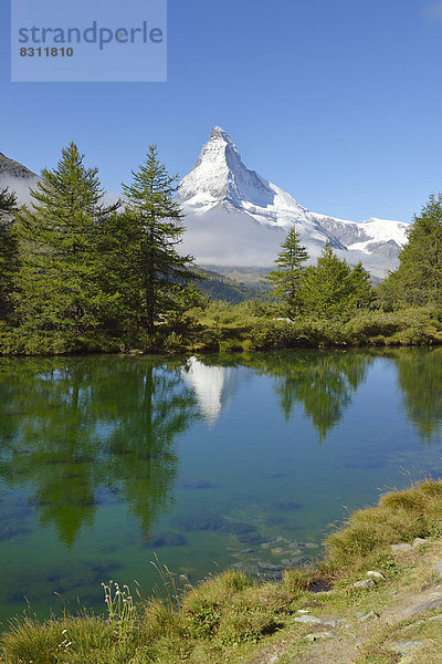 Lärchen (Larix) am Grindjisee  hinten das Matterhorn