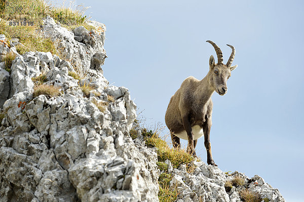 Alpensteinbock (Capra ibex)  auf Felsvorsprung stehend